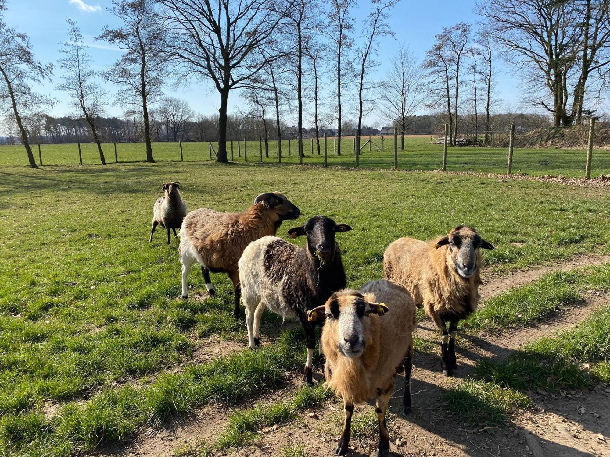 Ferienhof Westermann Waldblick Lähden 外观 照片